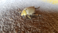 Cotalpa subcribrata