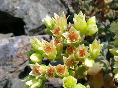 Sedum oregonense