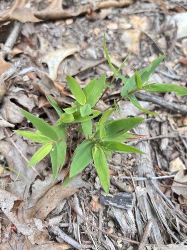 variable panicgrass (Dichanthelium commutatum)