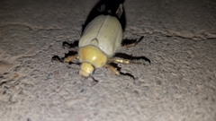 Cotalpa subcribrata