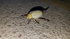 Cotalpa subcribrata
