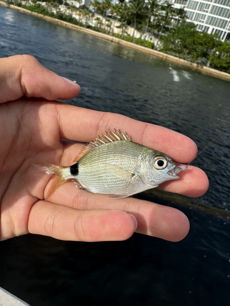 Diplodus caudimacula