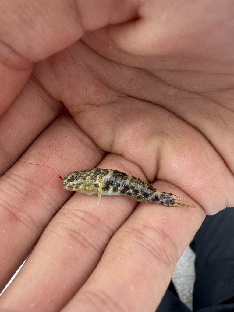 Checkerboard Frillfin Goby