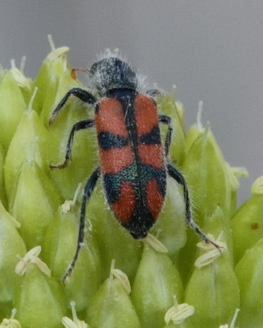 Trichodes alberi