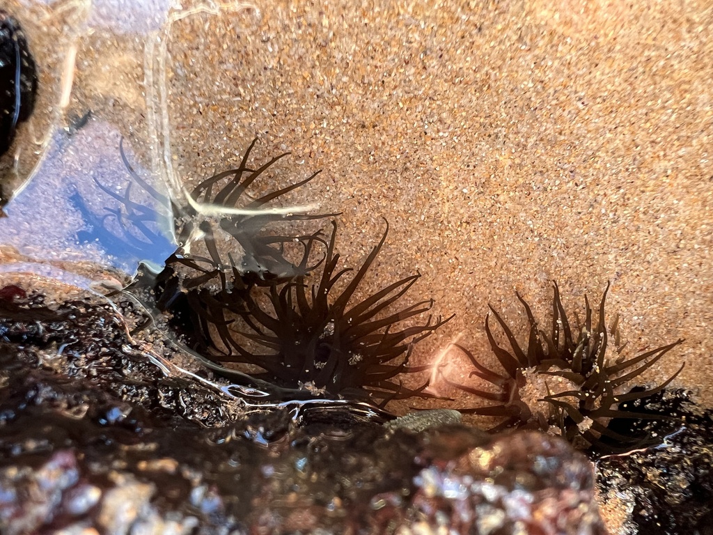 Snake Lock Breeding Green snakelock anemone from Long Reef Beach, Collaroy, NSW, AU on July ...