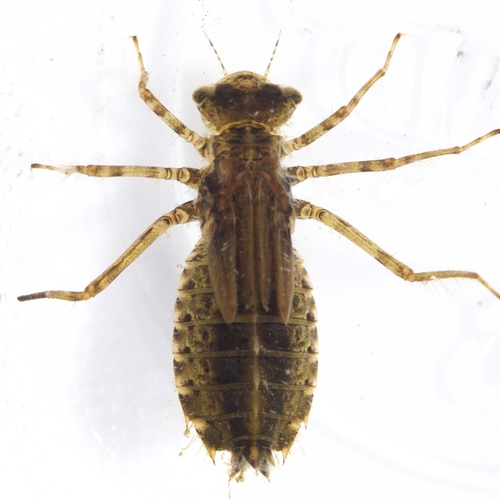 Dot-tailed Whiteface photographed in North Dakota