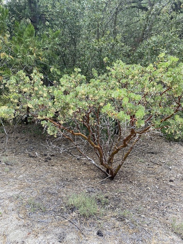 iNaturalist observation photo of California Pinkbract Manzanita