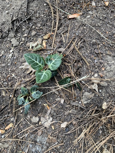 iNaturalist observation photo of white-veined wintergreen