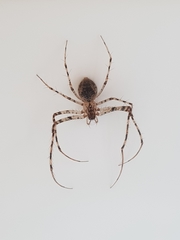 Australomimetus maculosus