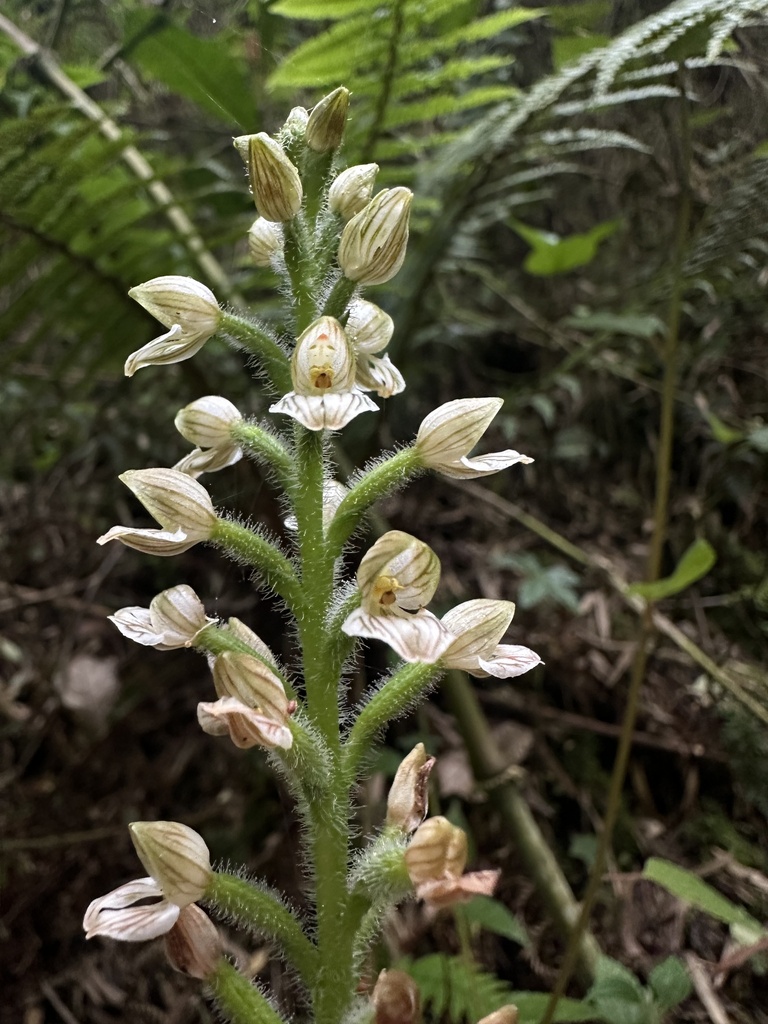 Ponthieva similis