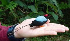 Long-Tailed Manakin photo 4