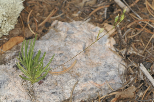 Image of Rocky Mountain Fameflower (Phemeranthus confertiflorus) by (c) Elliott Gordon, some rights reserved (CC BY)