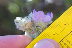 Malacothamnus fremontii