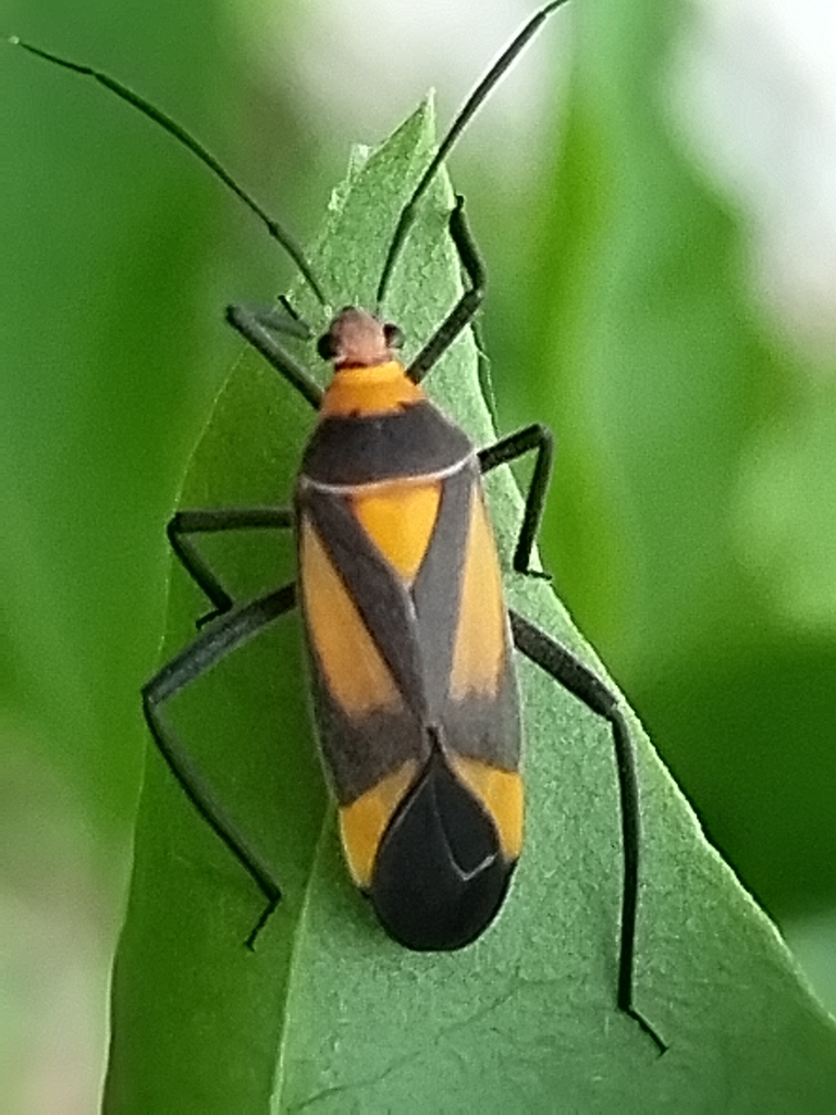 Taedia multicolor