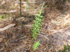Equisetum pratense
