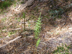 Equisetum pratense