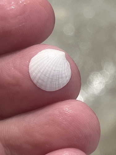 Clathrolucina costata observed 2024-07-13