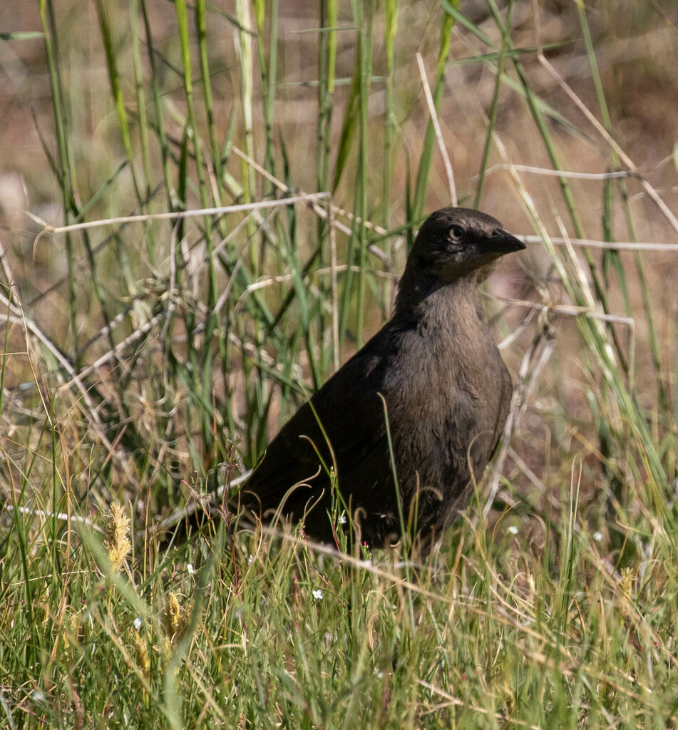 Brewer's Blackbird from Washoe County, NV, USA on July 11, 2024 at 07: ...