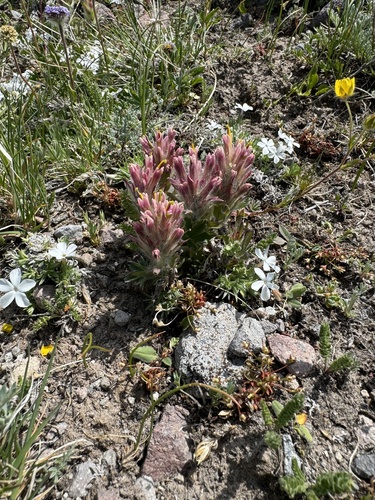 Image of Castilleja pulchella by (c) Whitney Brook Matson, some rights reserved (CC BY)