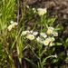 Eastern Daisy Fleabane - Photo (c) Pat Venturino, some rights reserved (CC BY-NC), uploaded by Pat Venturino