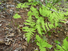 Gymnocarpium dryopteris