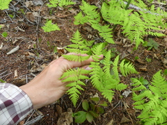 Gymnocarpium dryopteris