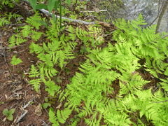 Gymnocarpium dryopteris