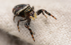 Phidippus clarus