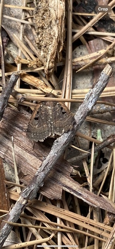 iNaturalist observation photo of Orthosia praeses