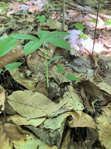 Image of Isotria medeoloides by no rights reserved