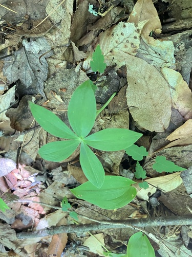 Image of Isotria medeoloides by no rights reserved
