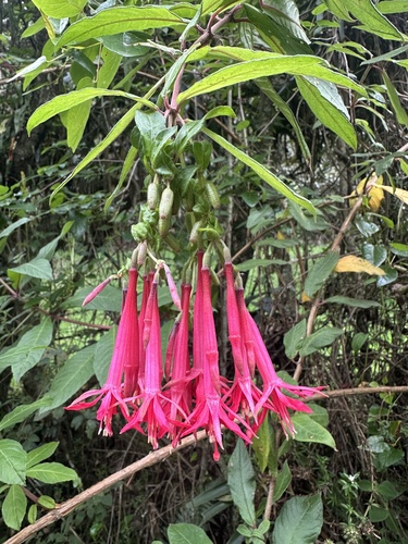 Fuchsia hirtella, photograph 6