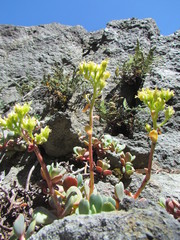Sedum oregonense