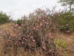 Adenium obesum