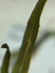 Veronica scutellata