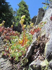 Sedum oregonense