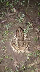 Lithobates forreri