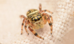 Phidippus clarus