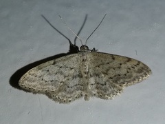 Idaea seriata