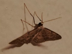 Idaea seriata