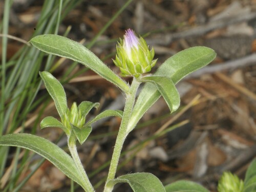 Image of Townsendia eximia by (c) Elliott Gordon, some rights reserved (CC BY)