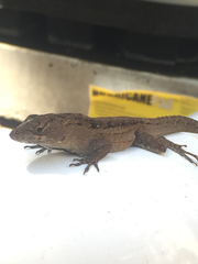 Anolis sagrei sagrei