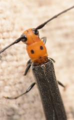 Oberea perspicillata