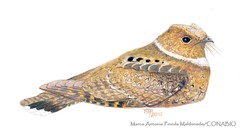 Eared Poorwill photo 4