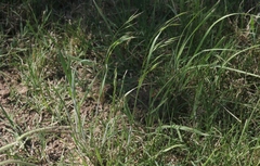 Bromus arvensis