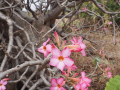 Adenium obesum