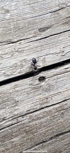 iNaturalist observation photo of Hairy Smooth Carpenter Ant