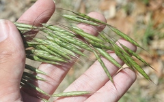 Bromus arvensis