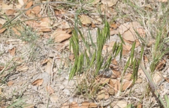 Bromus arvensis