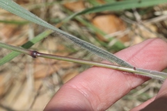 Bromus arvensis